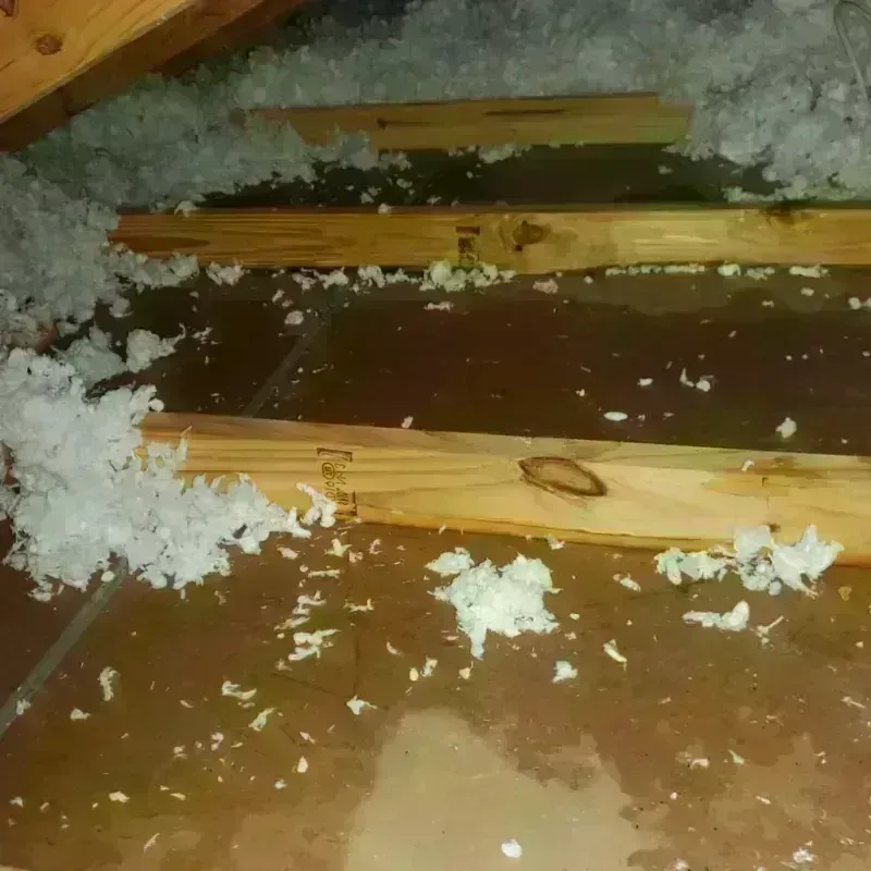 Attic Water Damage in Gulf Gate Estates, FL